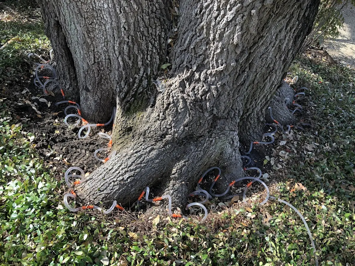 Detailed Tree Cabling and Bracing job site in Rosie