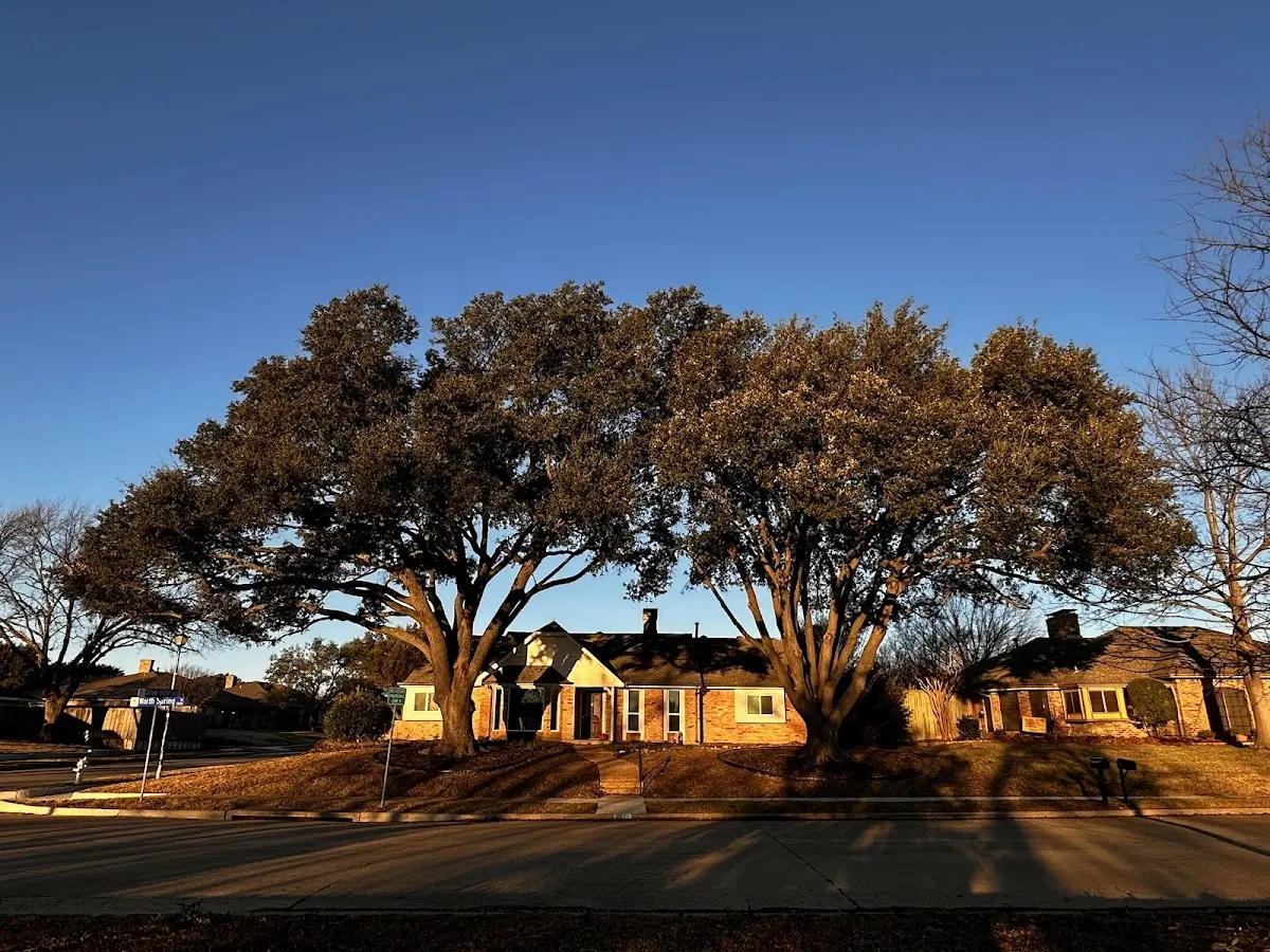 Established residential canopy tree shading a home in Rosie