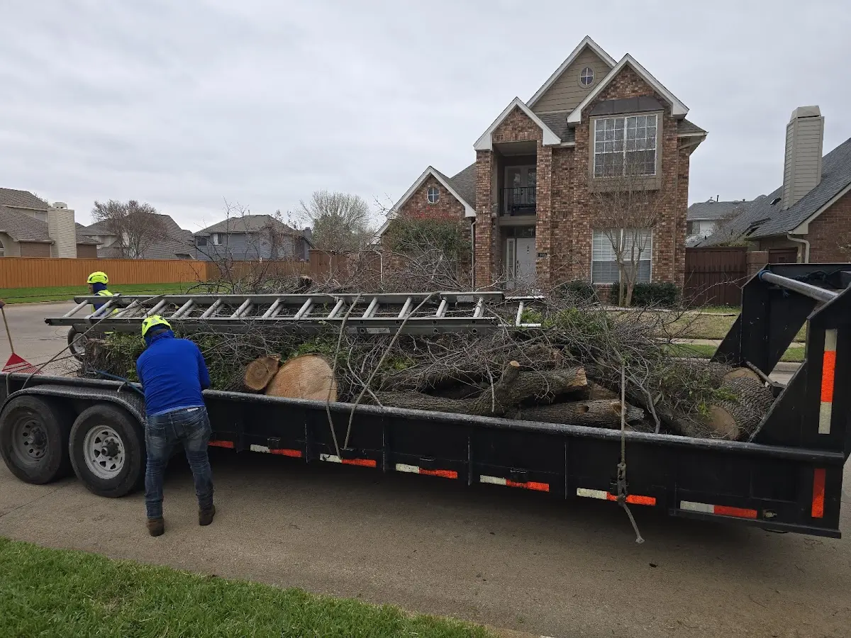 Expert Tree Removal with proper safety equipment in Rosie